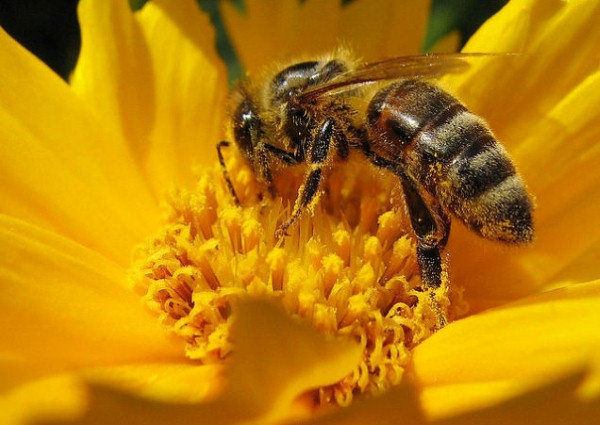شركة مكافحة النحل بالرياض