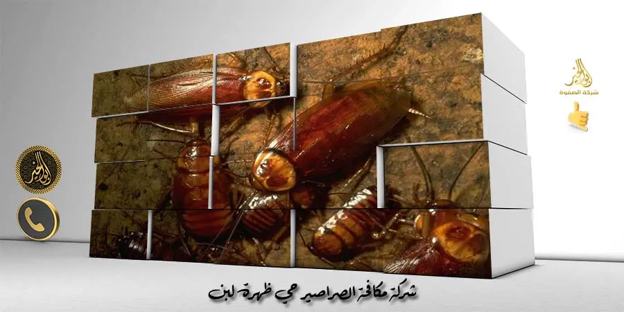 شركة مكافحة الصراصير حي ظهرة لبن