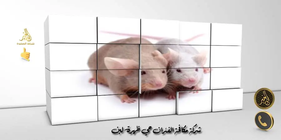شركة مكافحة الفئران حي ظهرة لبن
