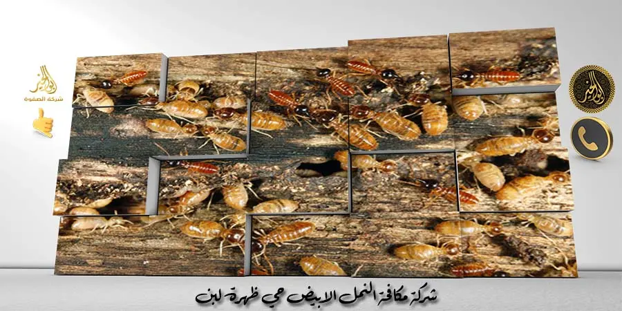 شركة مكافحة النمل الابيض حي ظهرة لبن