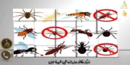 شركة مكافحة حشرات حي ظهرة لبن